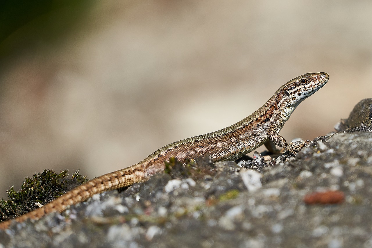 lizard  nature  animal world free photo