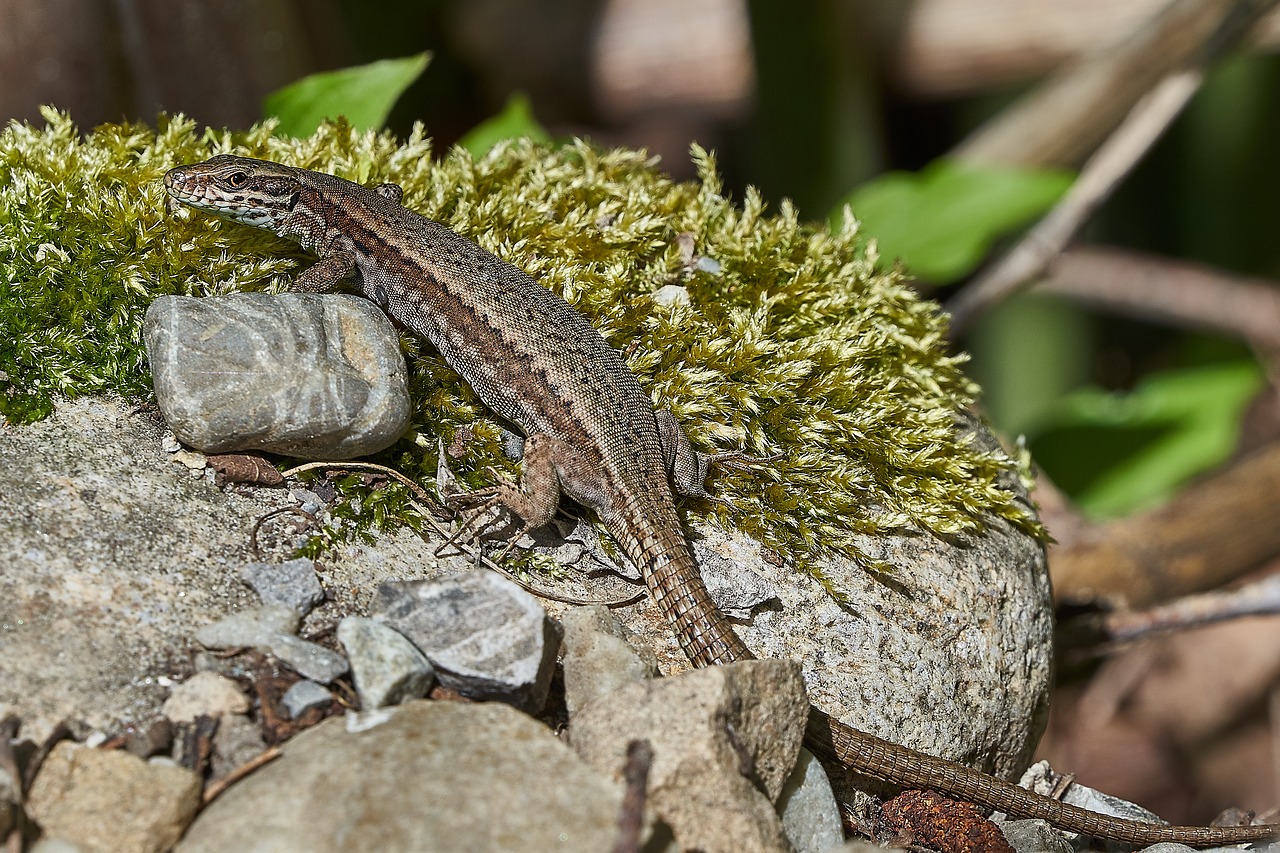 lizard  nature  animal world free photo