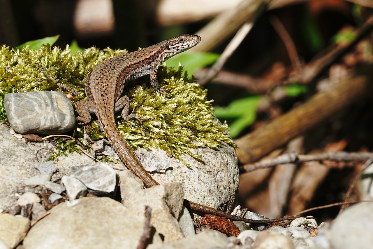 lizard  nature  animal world free photo