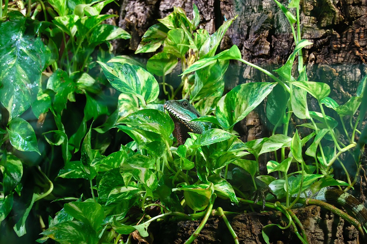 lizard terrarium reptile free photo