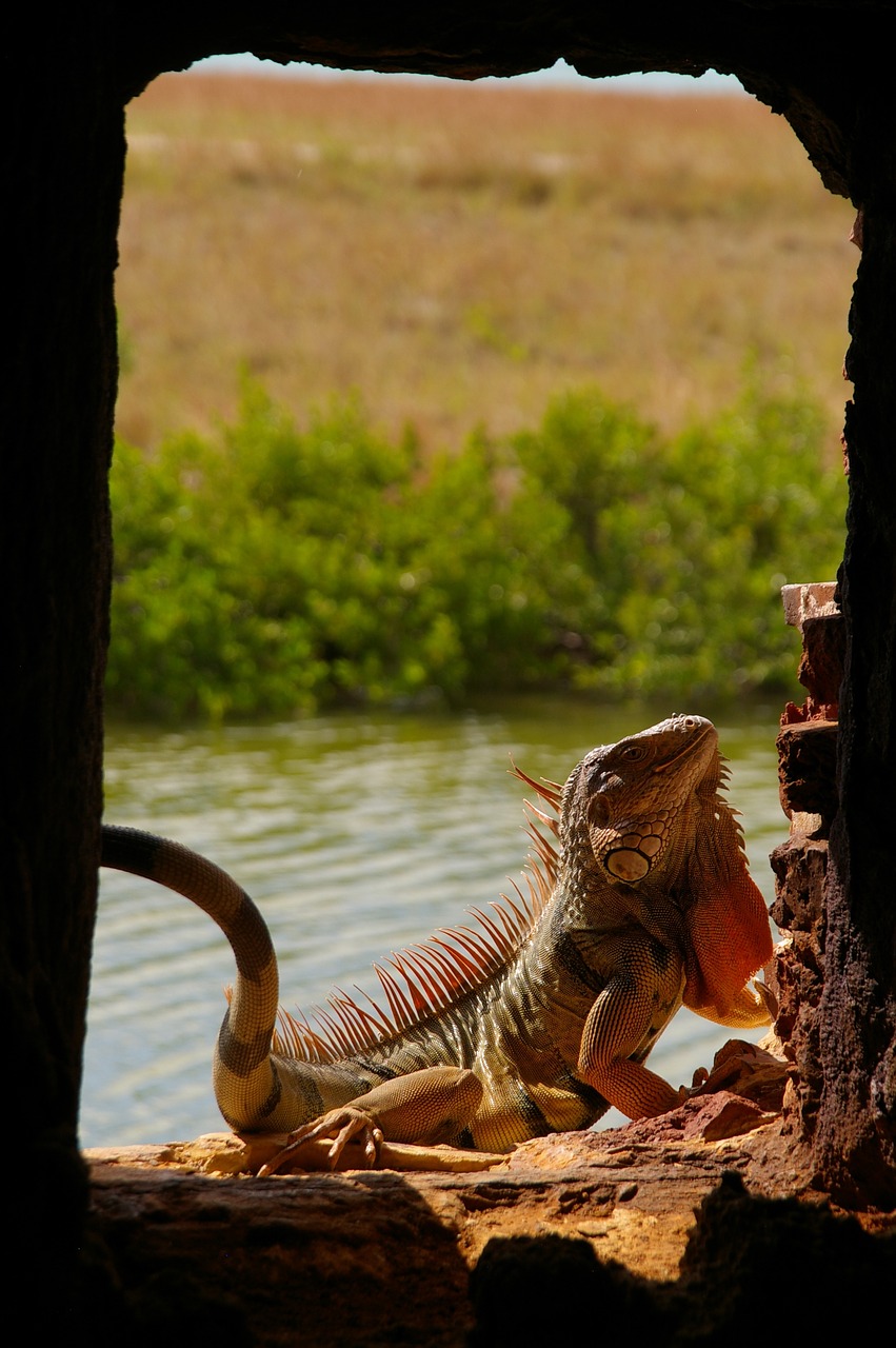 lizard  animal world  nature free photo