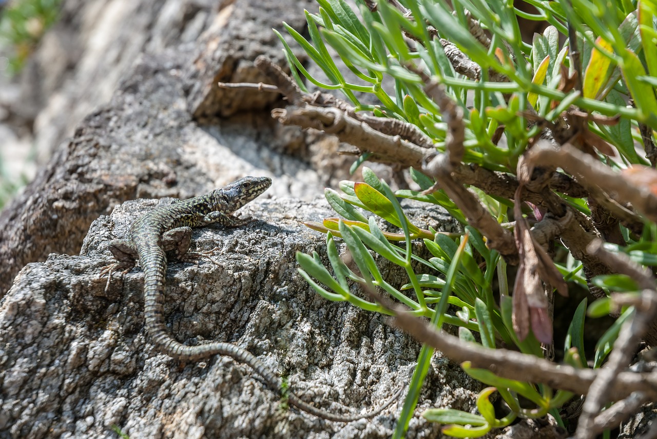 lizard  reptile  animal free photo