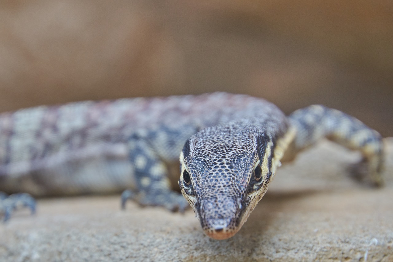 lizard  reptile  close up free photo
