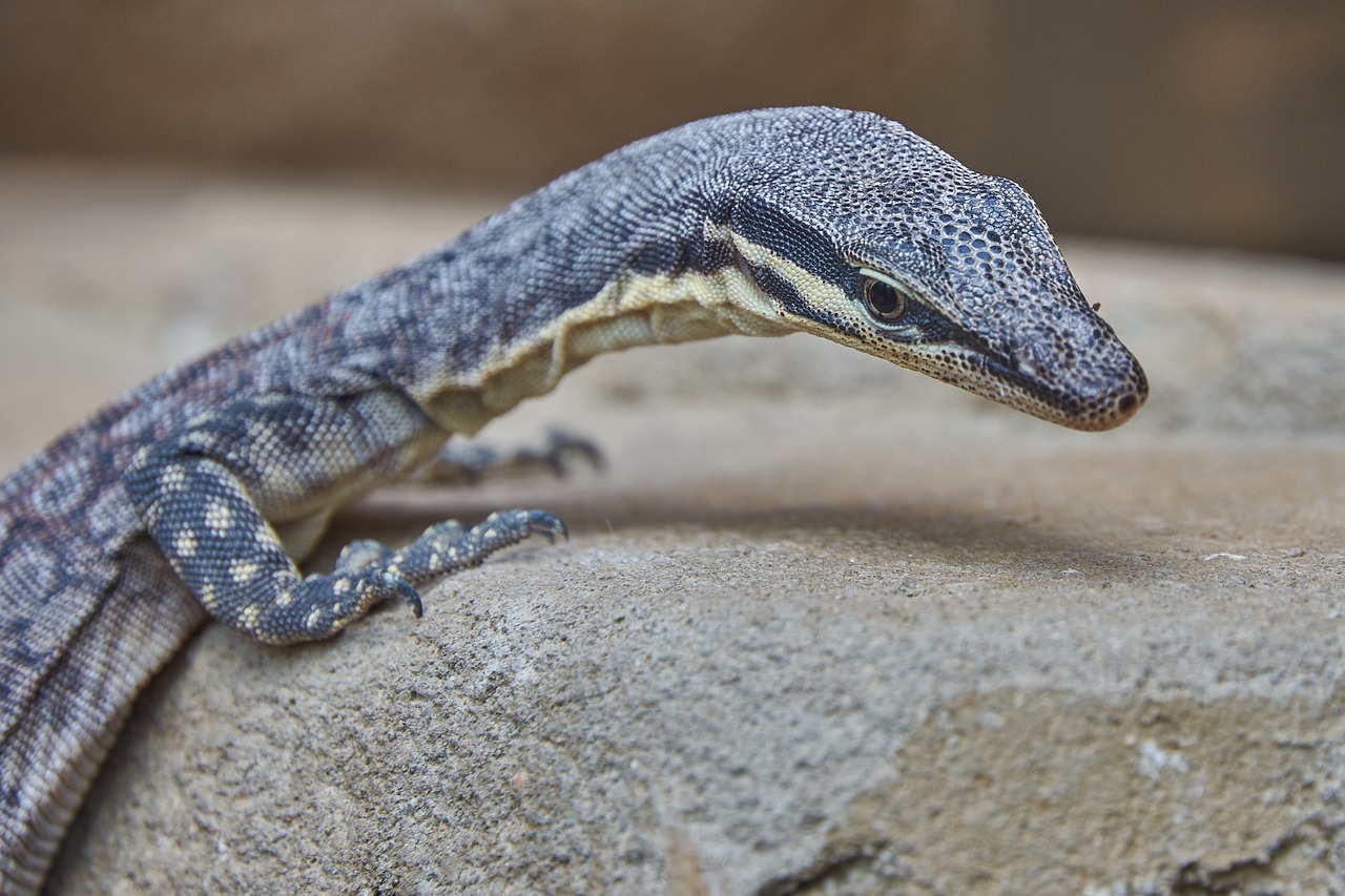 lizard  reptile  close up free photo