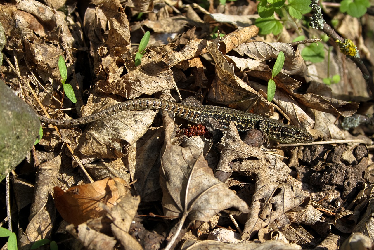 lizard  nature  animal free photo