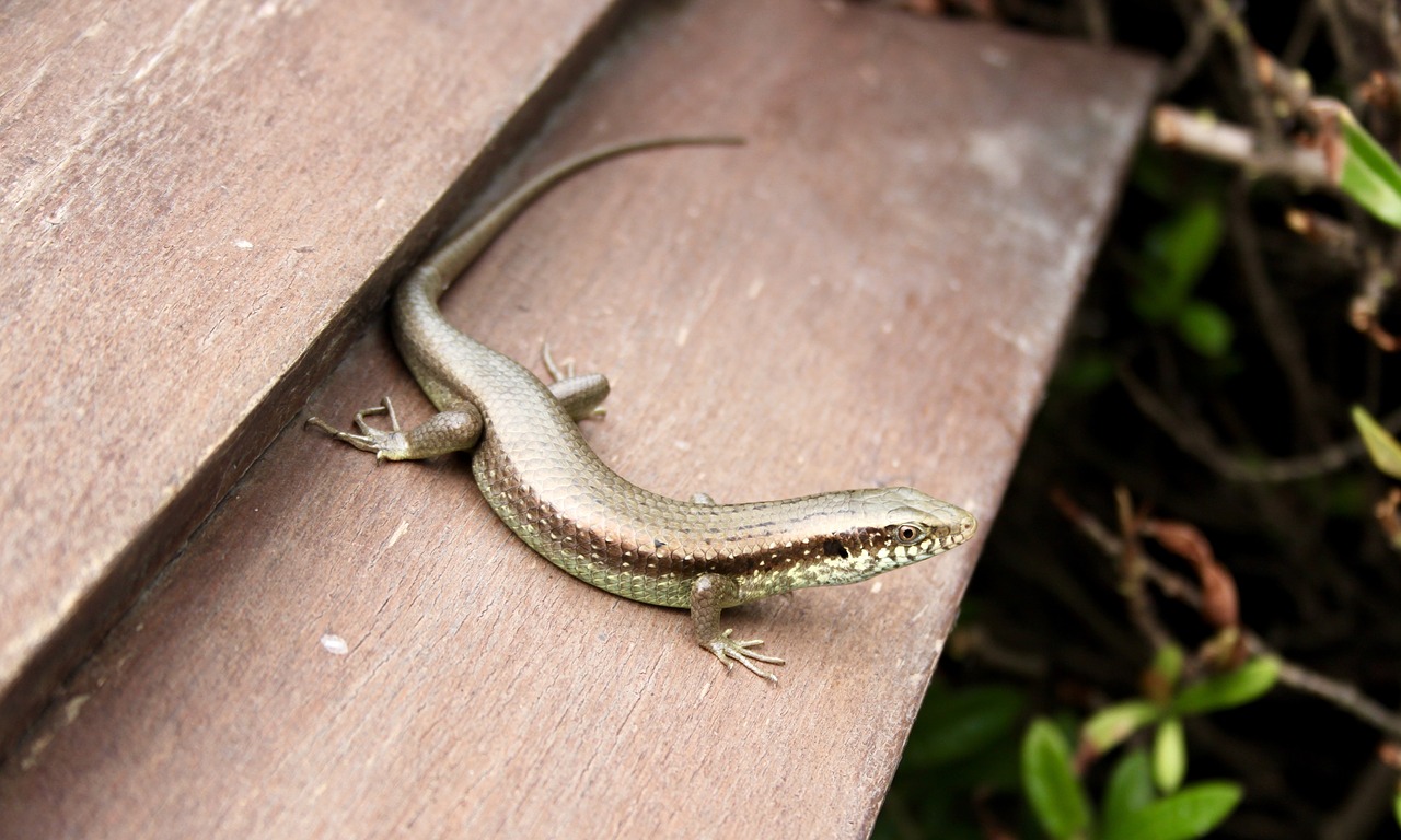 lizard  reptile  nature free photo