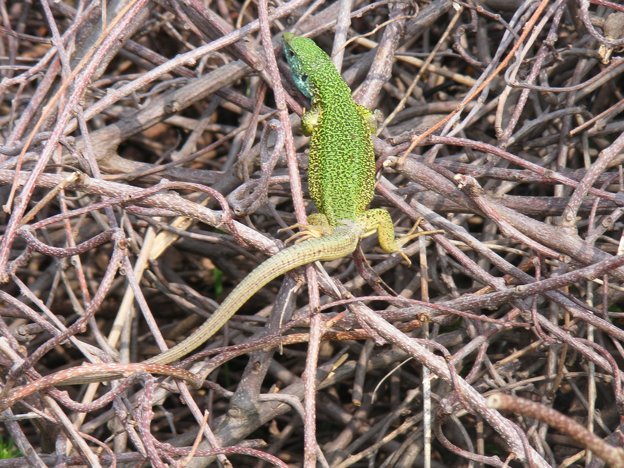 lizard green blue free photo