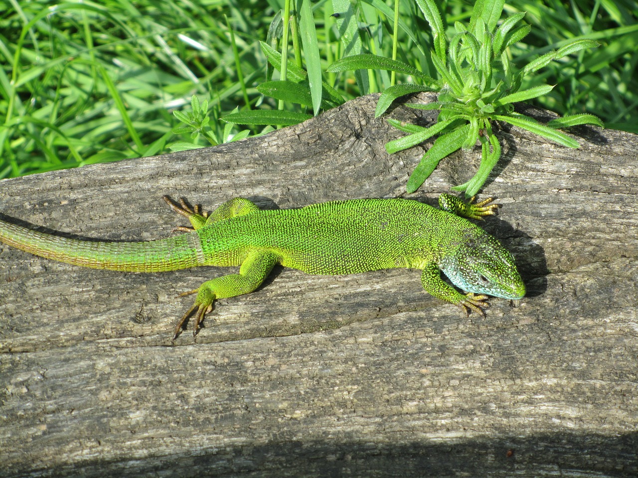 lizard at the same time macro free photo