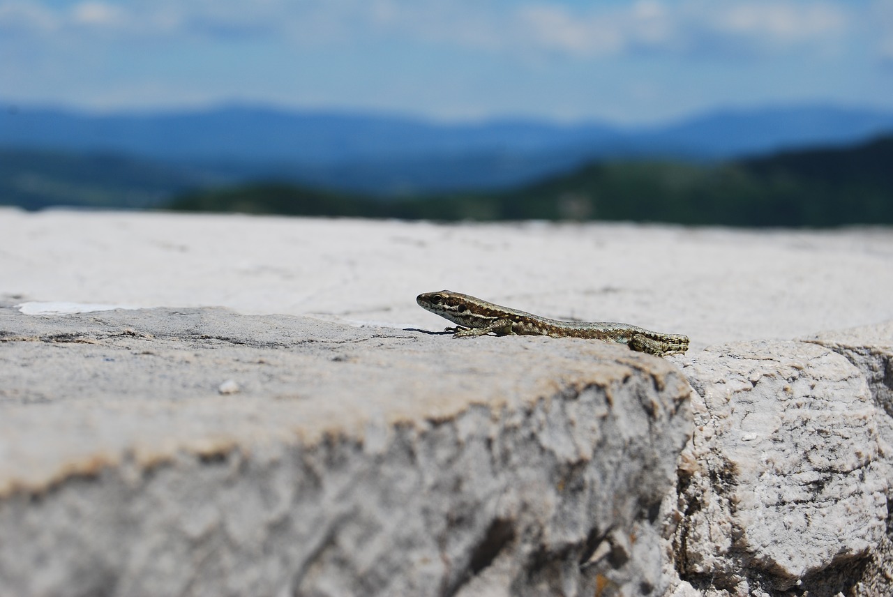 lizard  wall  stone free photo