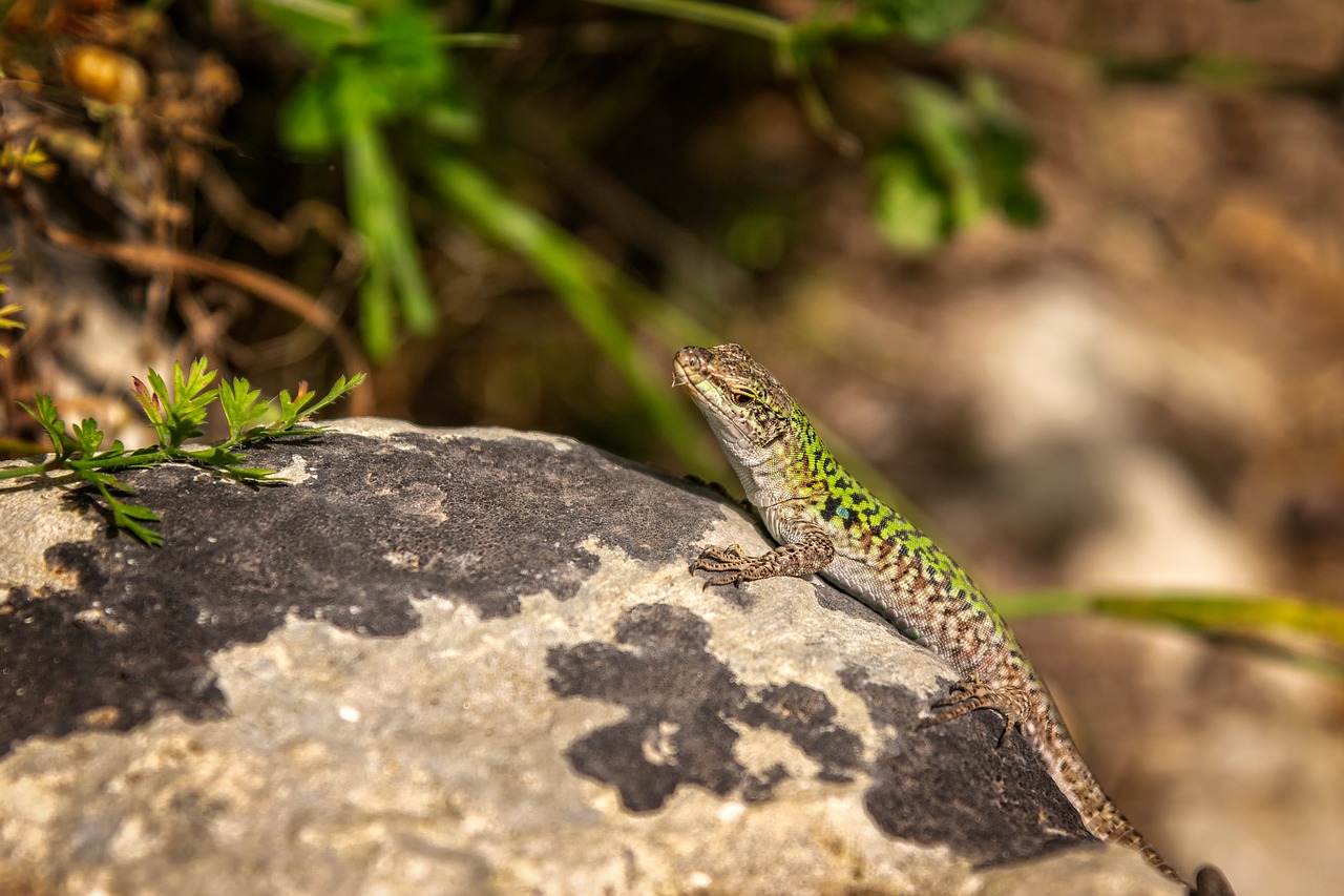 lizard  reptile  emerald lizard free photo