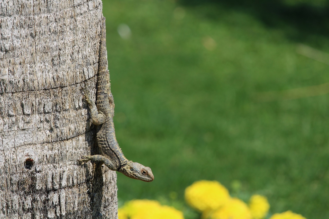 lizard  flowers  palm free photo