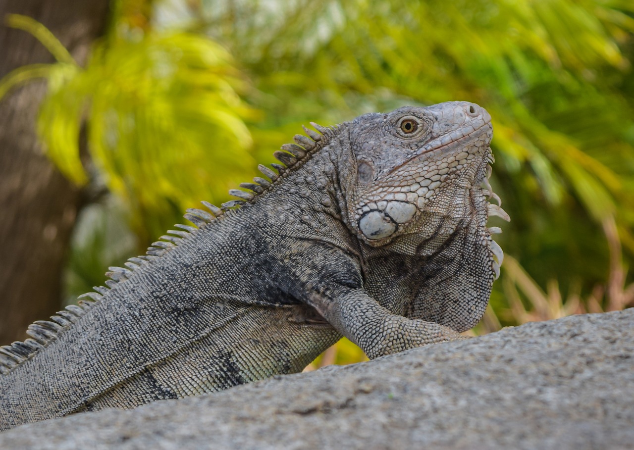 lizard  iguana  animal free photo
