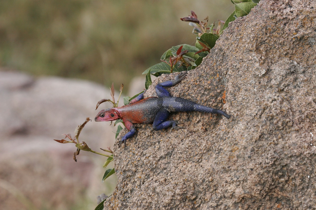 lizard  rainbow  colourful free photo