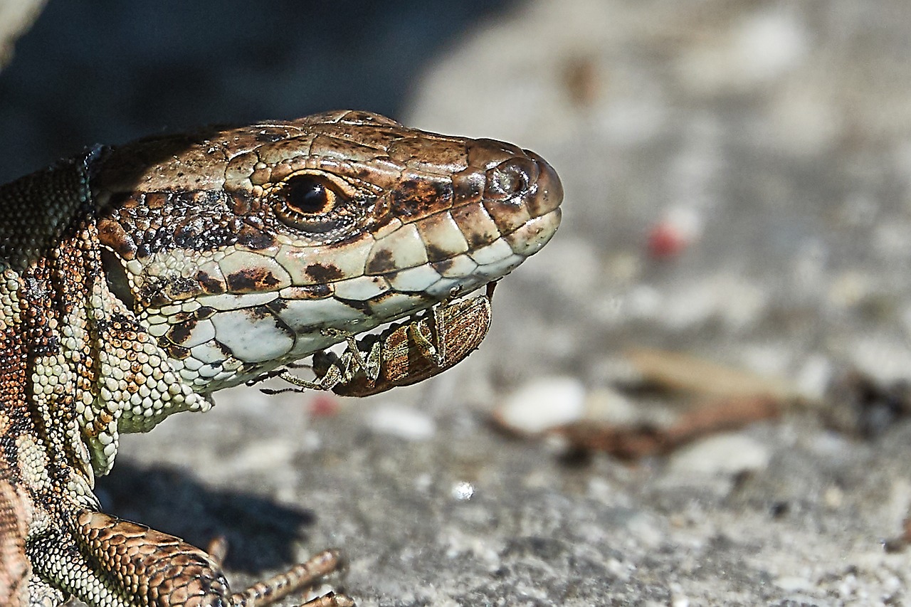 lizard  beetle  reptile free photo