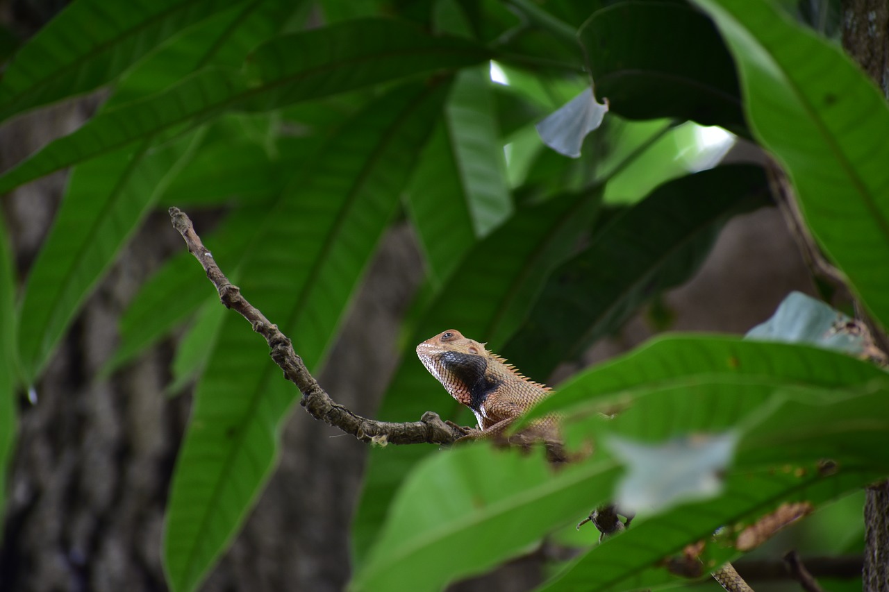 lizard  close up  focus free photo