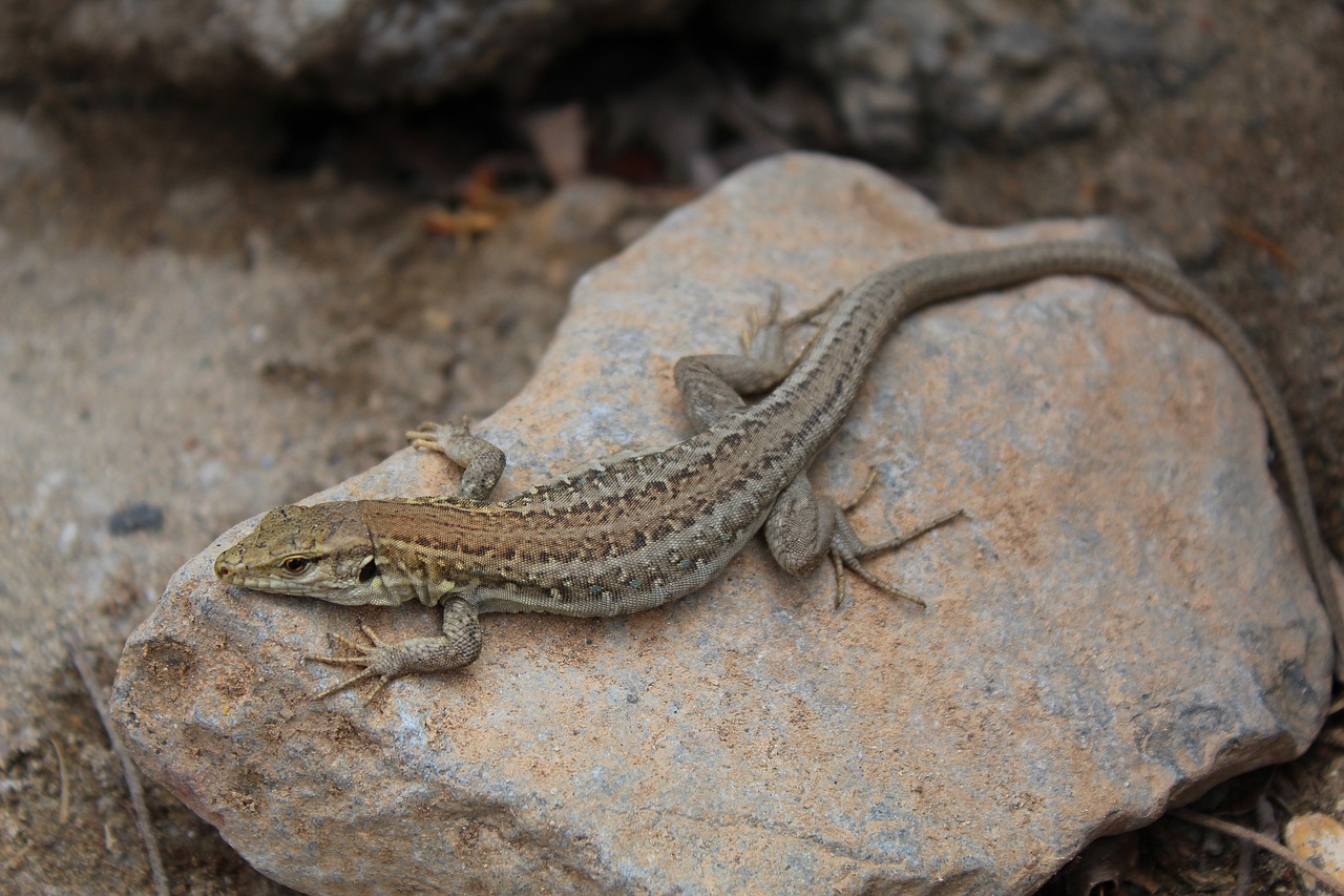 lizard  warm  nature free photo