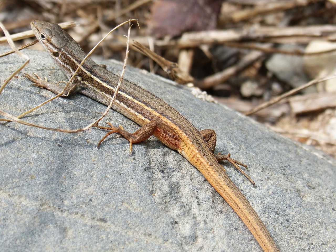 lizard  sargantana  sargantilla free photo