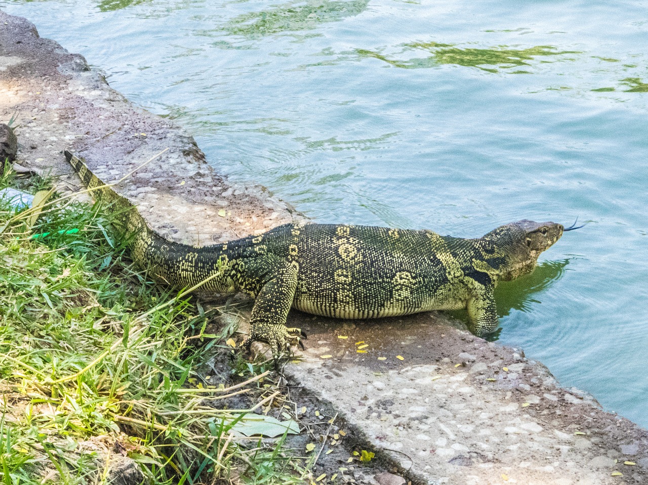 lizard water reptile free photo