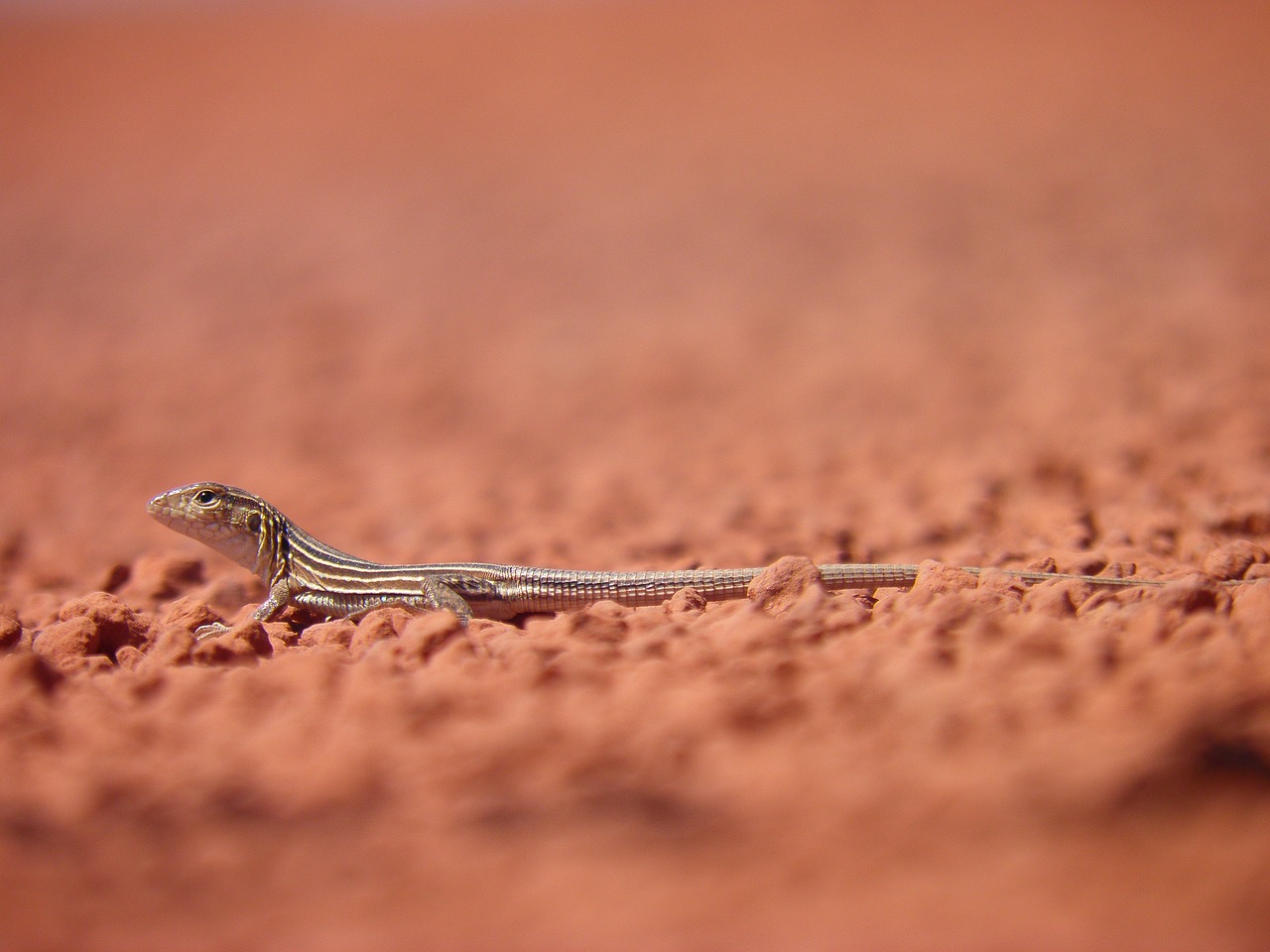 lizard  reptile  nature free photo