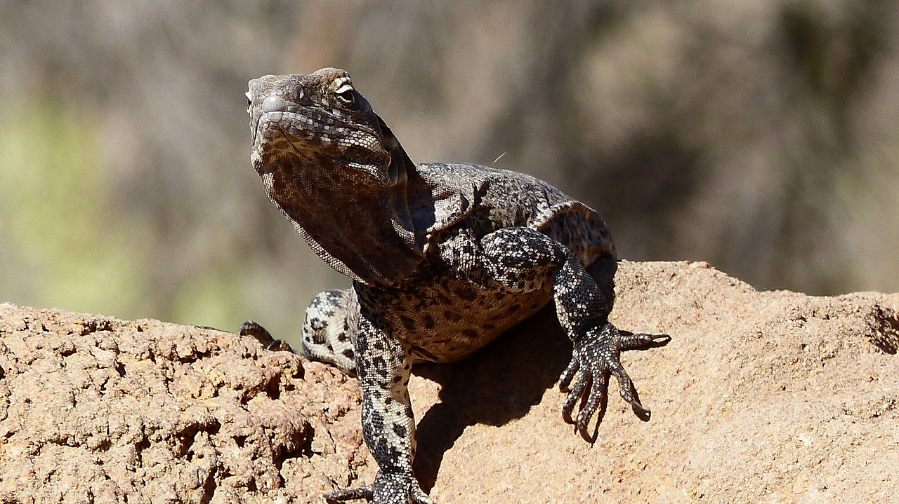 lizard  reptiles  green free photo