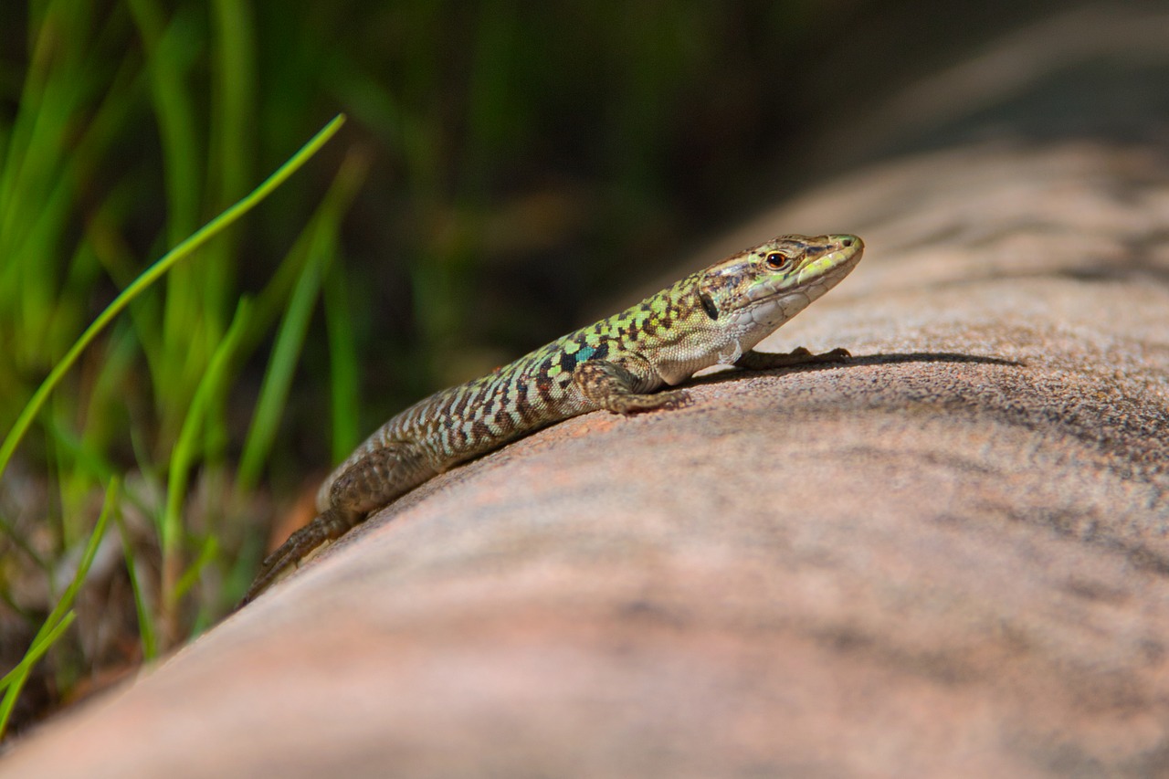 lizard  animal  reptile free photo