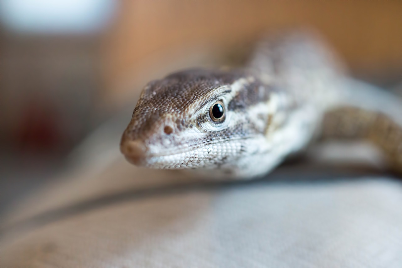 lizard  monitor  ackie free photo