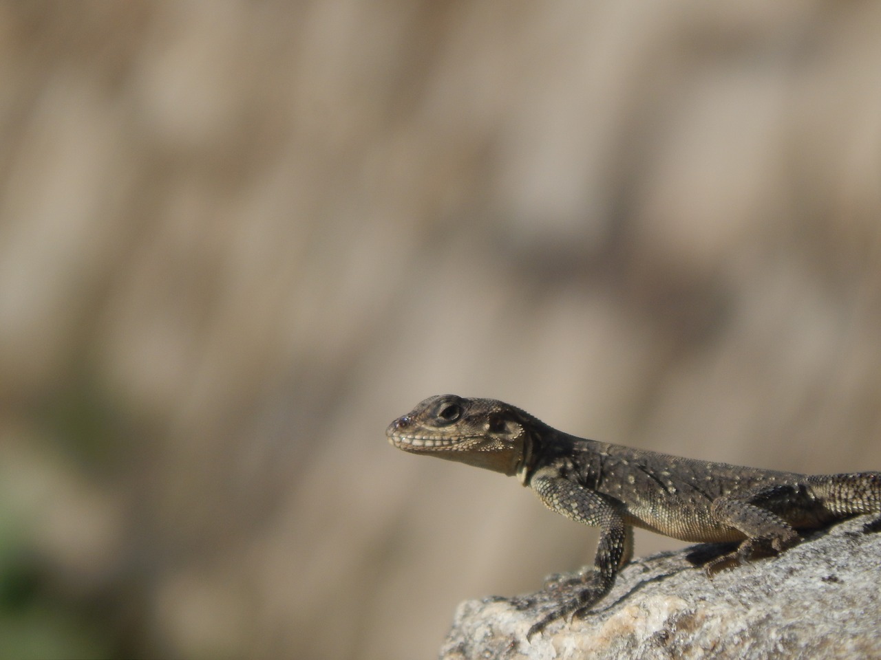 lizard  animal  nature free photo