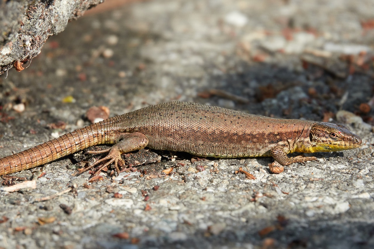 lizard  pregnant  reptile free photo