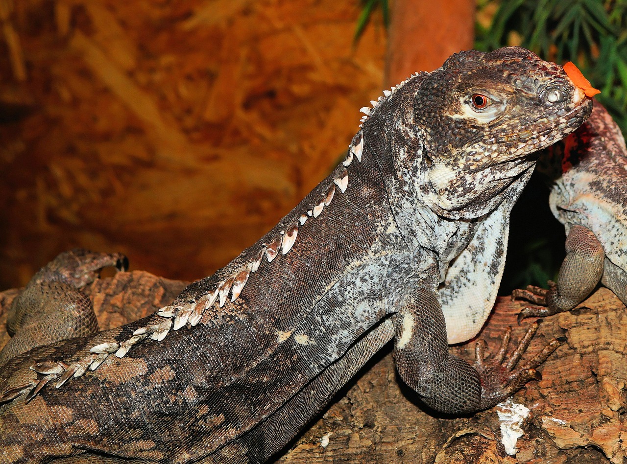 lizard iguana reptile free photo