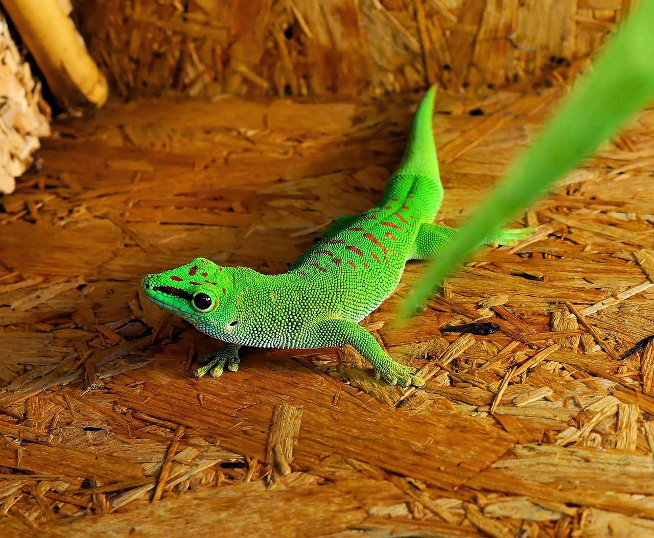 lizard reptile green gecko free photo