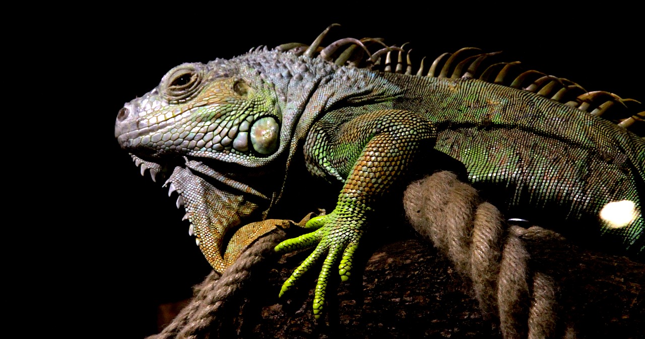 lizard  iguana  mammal free photo