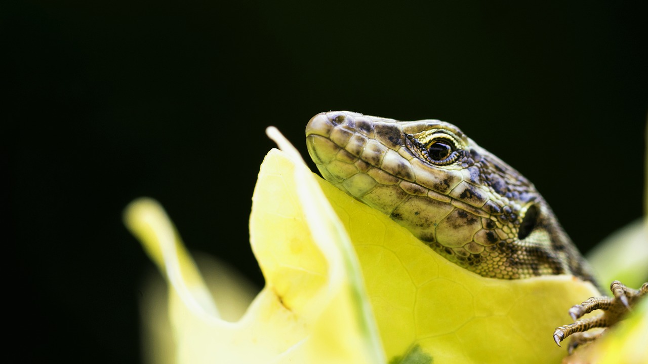 lizard  green  animal free photo