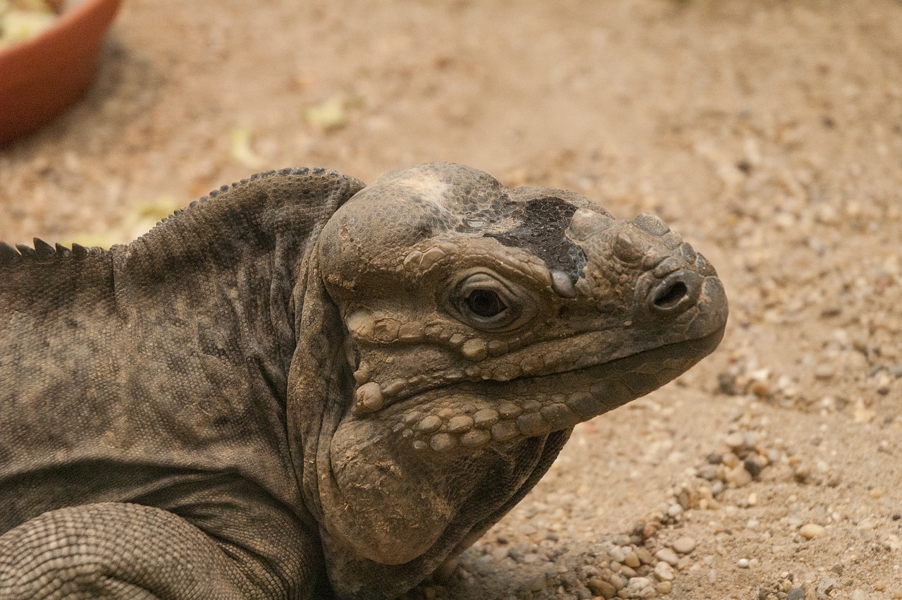 lizard  reptile  animal free photo