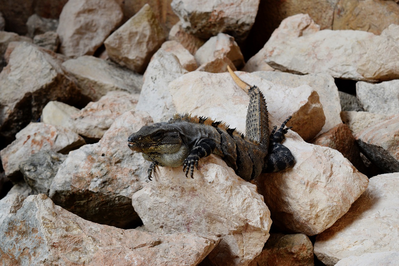 lizard  ruins  mexico free photo