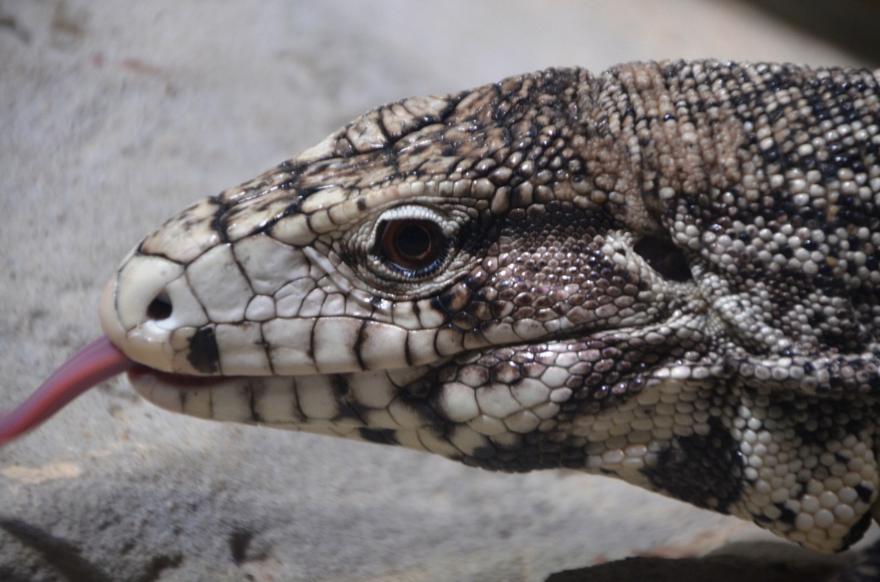 lizard tongue animal free photo