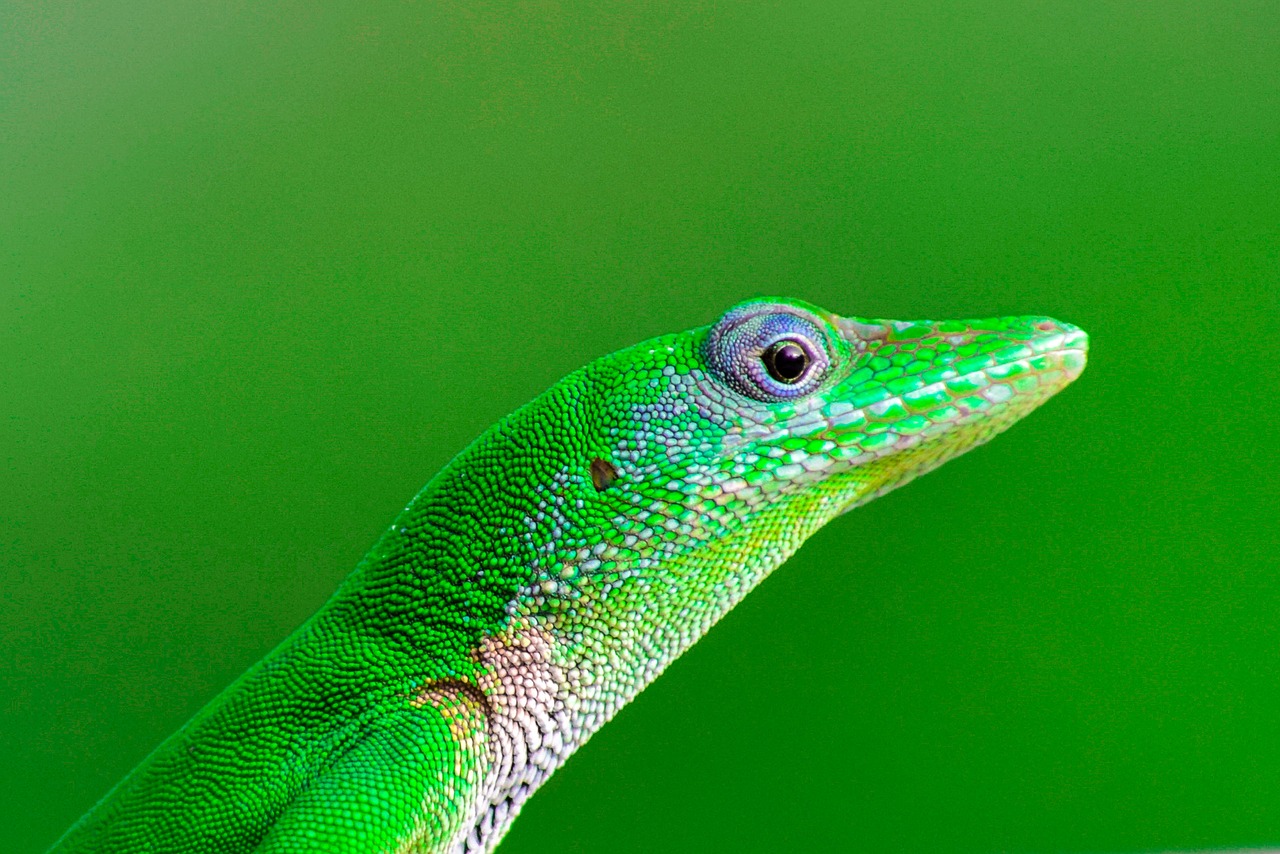 lizard  reptiles  green free photo