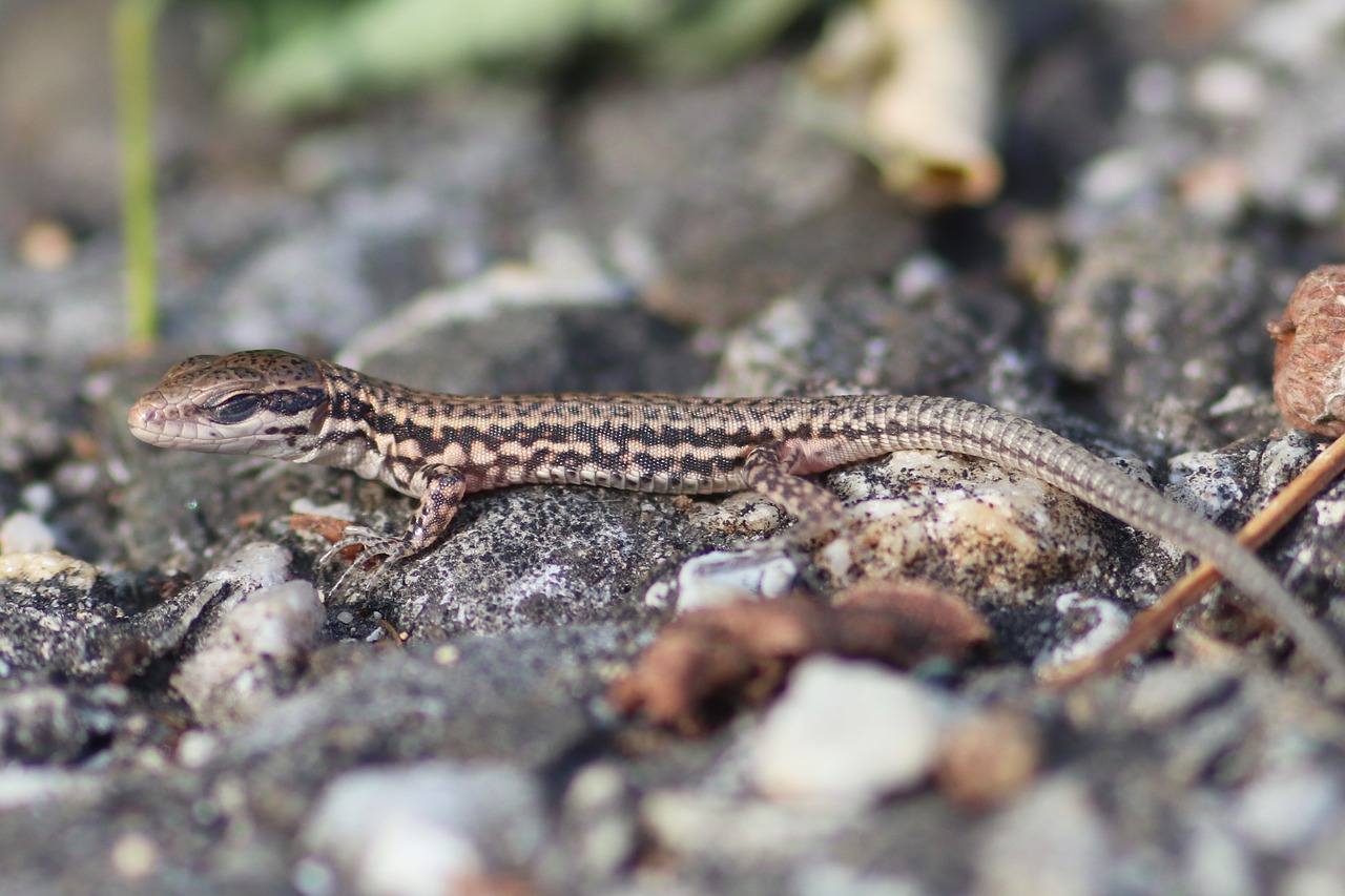 lizard  baby  reptile free photo