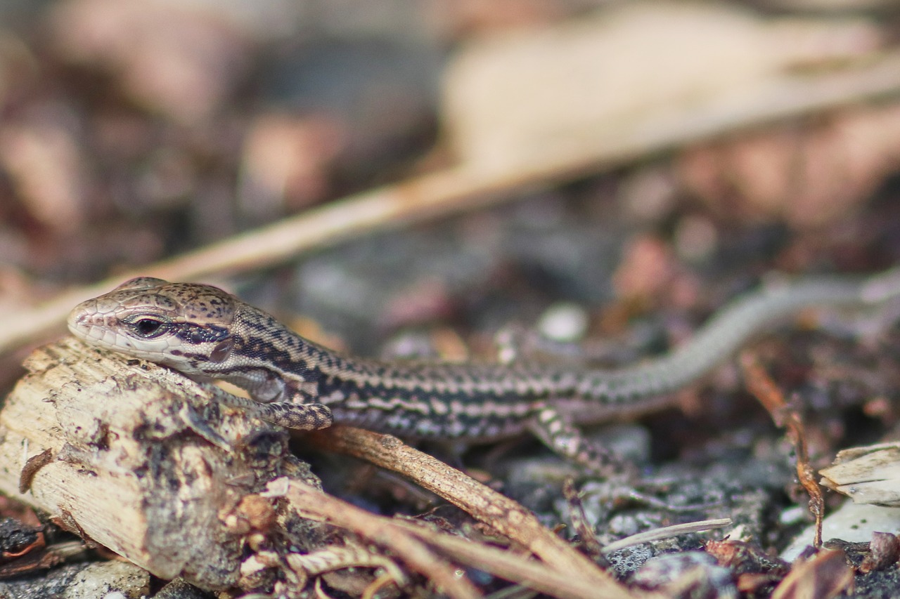 lizard  baby  reptile free photo