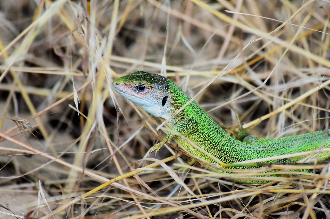 lizard  reptile  green free photo