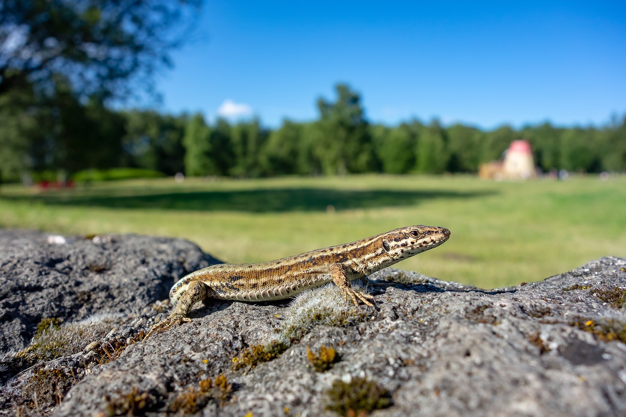 lizard  reptiles  quamates free photo