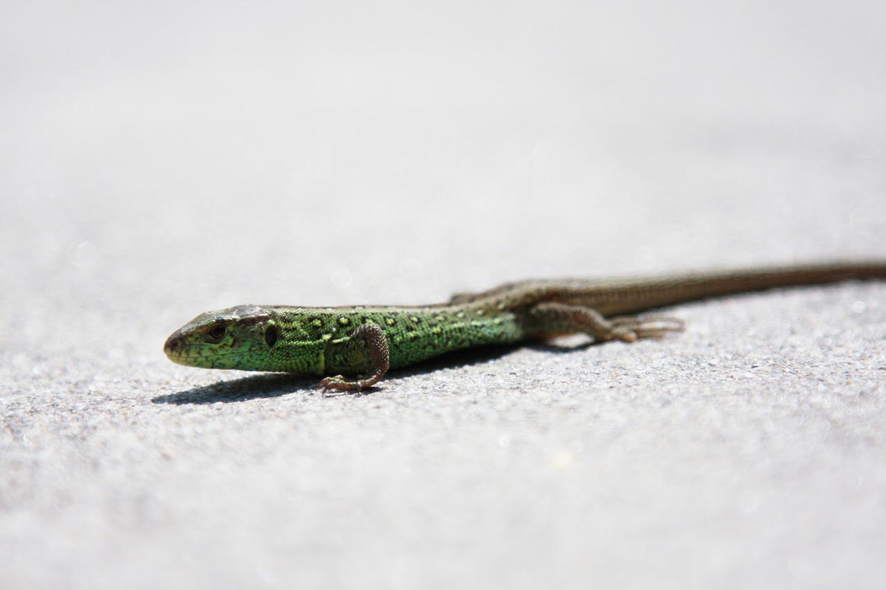 lizard  sand lizard  nature free photo