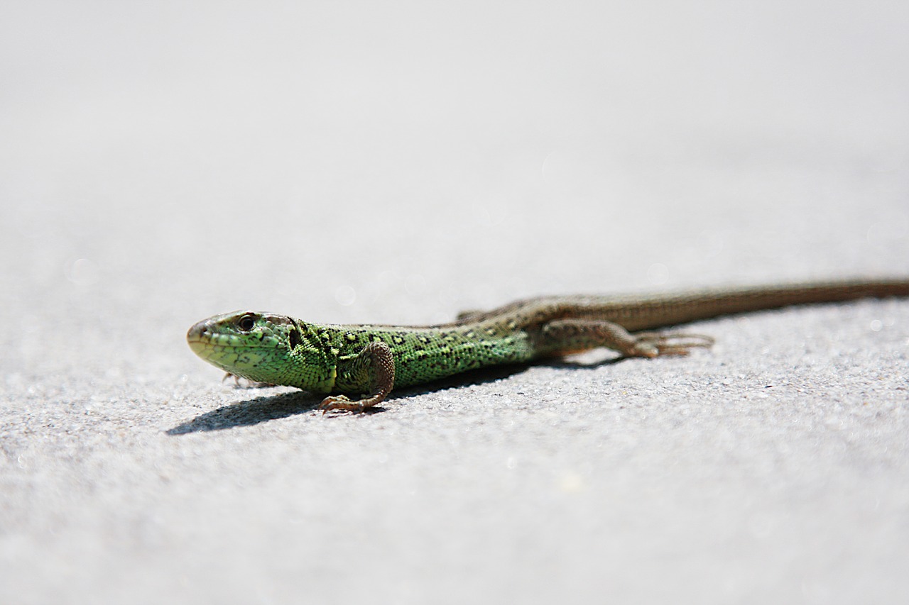 lizard  sand lizard  nature free photo