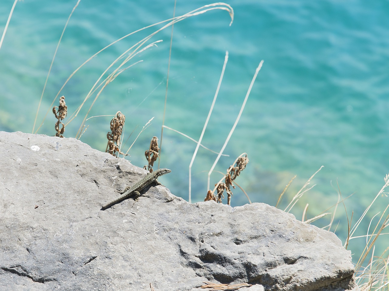 lizard  nature  animal free photo