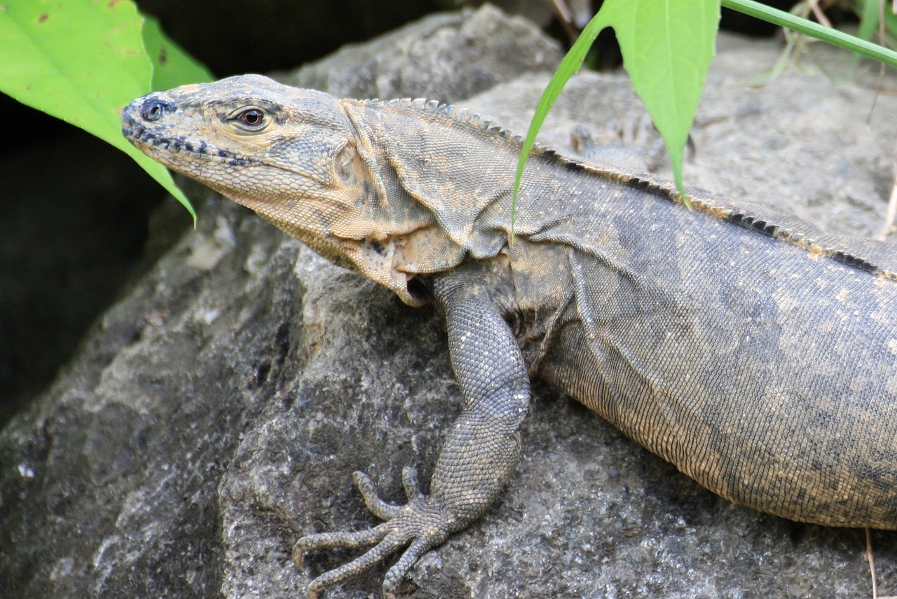 lizard animals dragonfly free photo