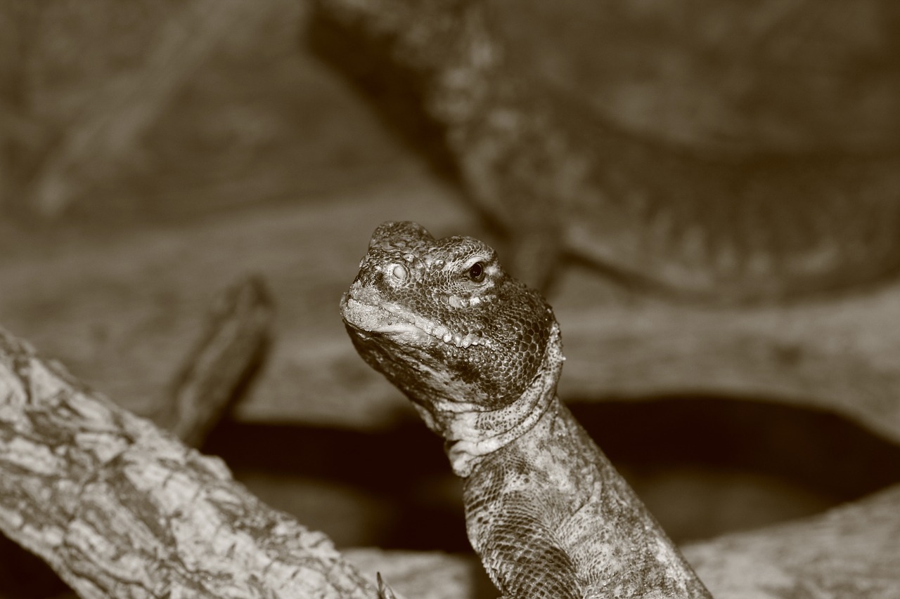 lizard reptile terrarium free photo