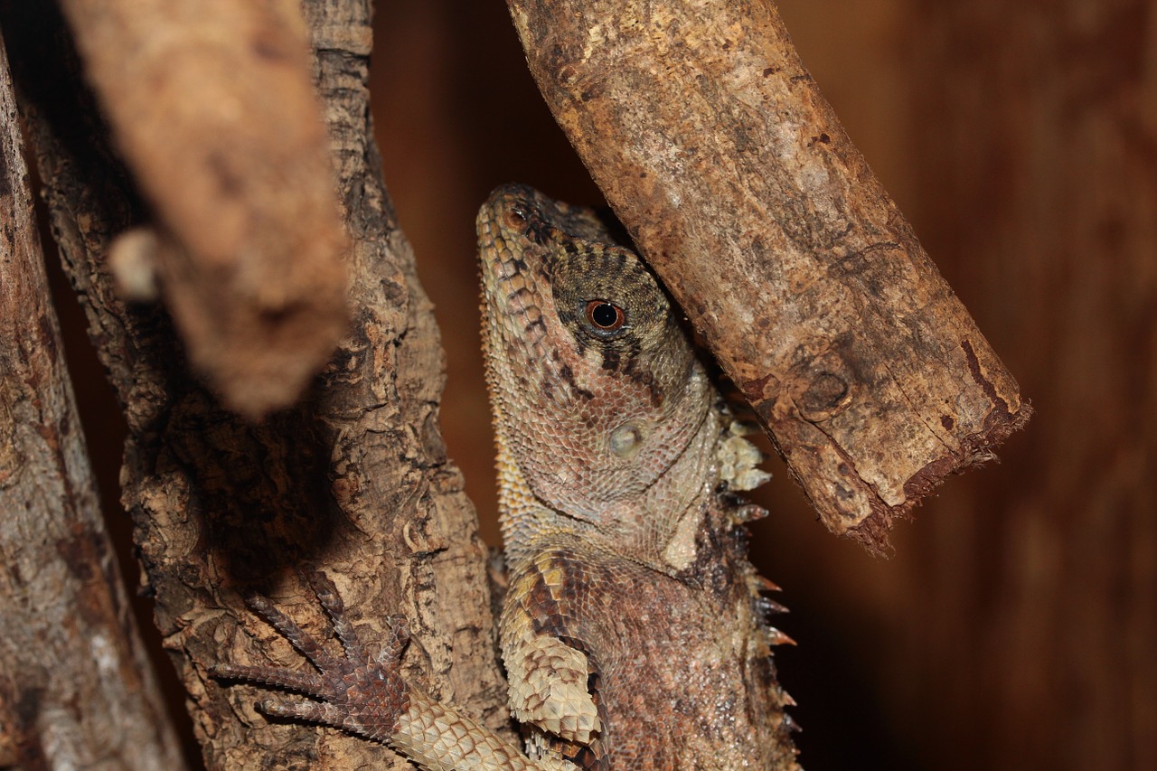 lizard reptile terrarium free photo