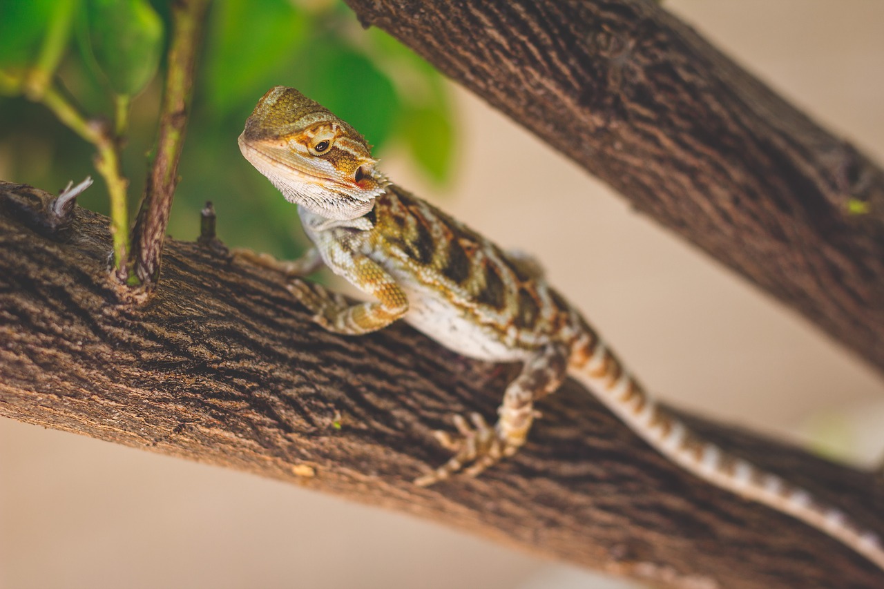 lizard  nature  reptile free photo