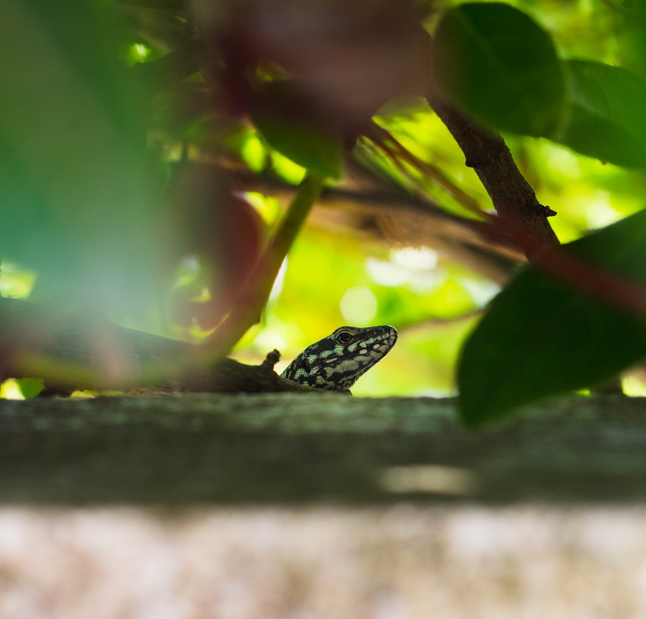 lizard  nature  animal free photo