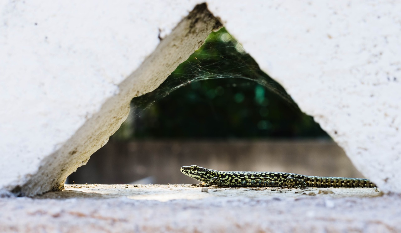 lizard  nature  triangle free photo