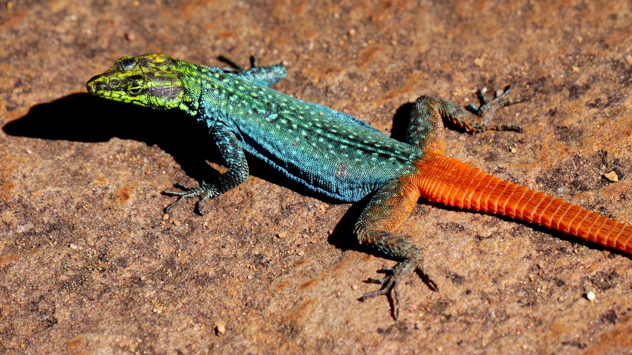 lizard  colorful  animal free photo